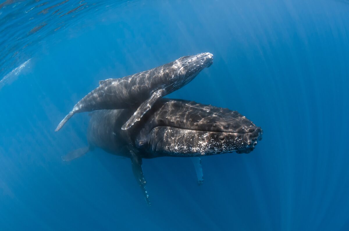 Naștere rară filmată în ocean: balenele își ajută puii să supraviețuiască într-un moment crucial