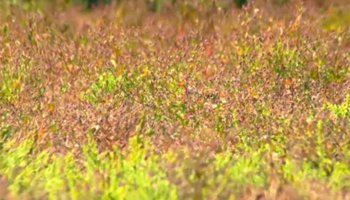 Imagine Stire Test de perspicacitate | Doar geniile pot vedea pasărea ascunsă în această iluzie optică | 2review.ro