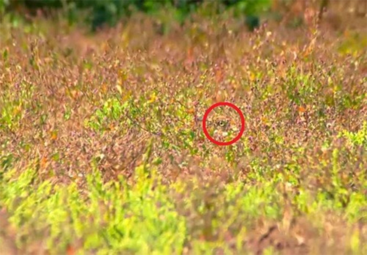 Test de perspicacitate | Doar geniile pot vedea pasărea ascunsă în această iluzie optică