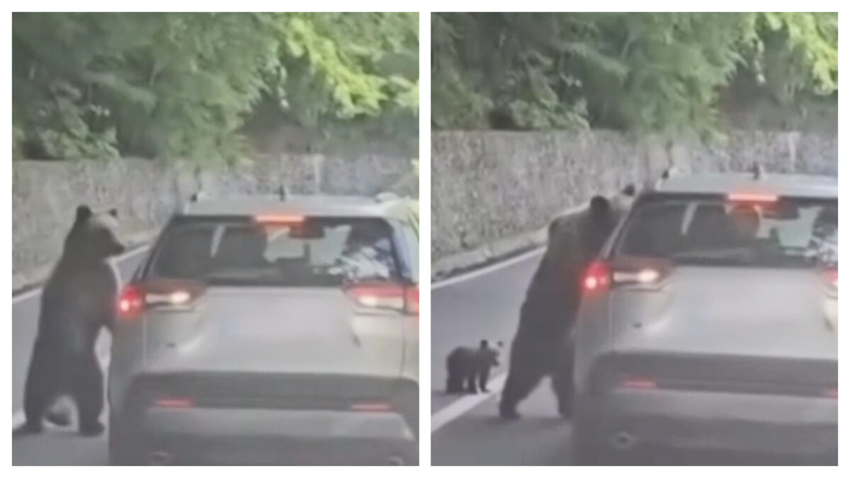 Imagine Stire Turist rănit de urs pe Transfăgărășan. Autoritățile au emis Ro‑Alert | 2review.ro