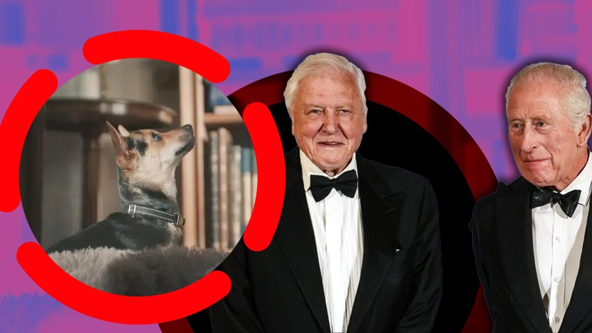 Imagine Stire Noua cățelușă a Reginei Camilla a devenit vedetă într-un mesaj special transmis de Charles pentru David Attenborough | 2review.ro