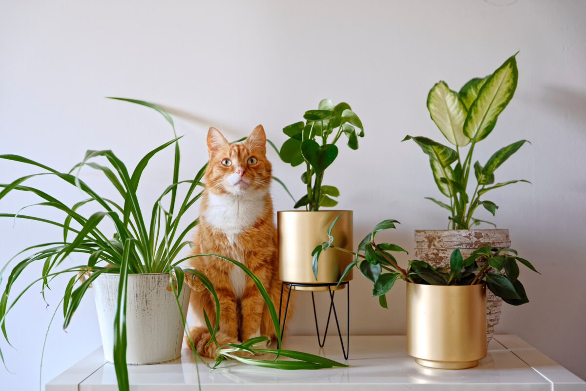 Imagine Stire Plantele pe care mulți români le țin în casă fără să știe pericolul. Pot fi toxice pentru câini și pisici | 2review.ro