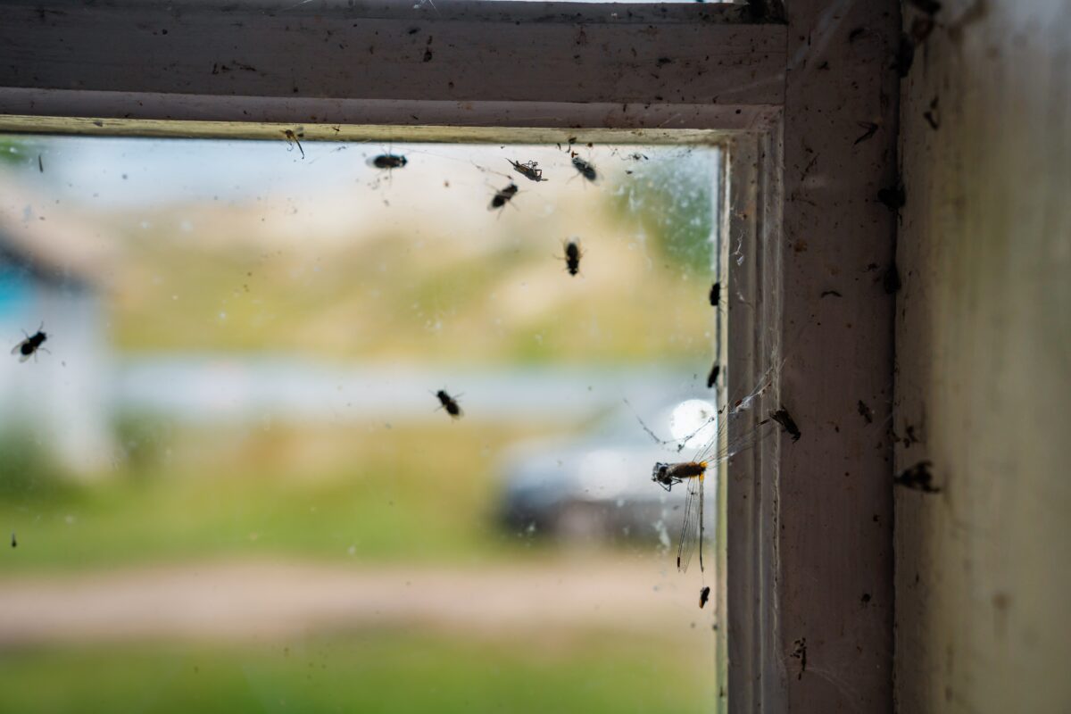 Imagine Stire Insectele pot fi ținute departe de casă cu un ingredient banal din bucătărie. Trucul simplu recomandat de experți | 2review.ro