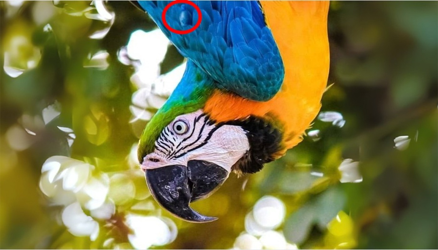 Test de logică| Găsiți sticla ascunsă în această iluzie optică! Persoanele inteligente reușesc în maximum 5 secunde