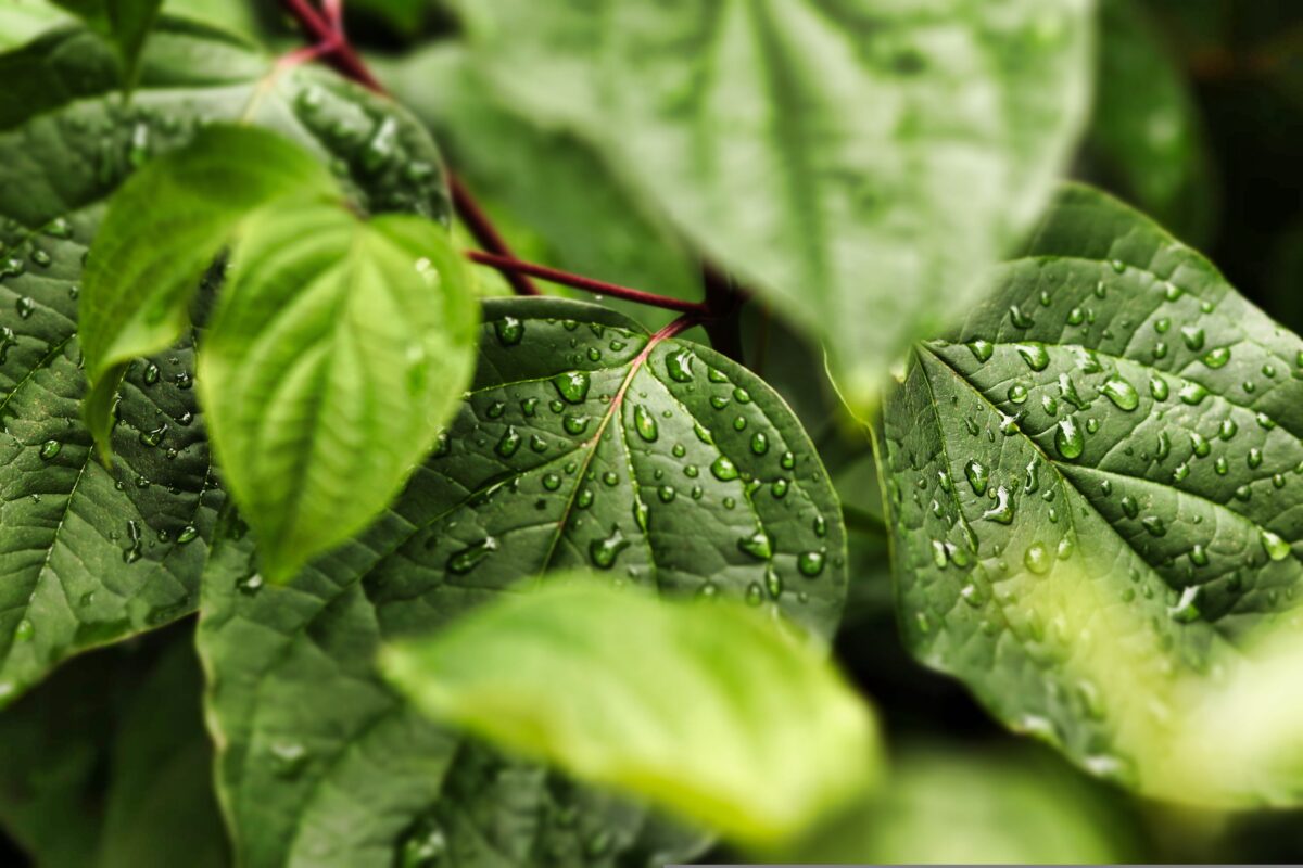 Plantele care alungă insectele în mod natural. Sunt ideale pentru curte, balcon și terasă