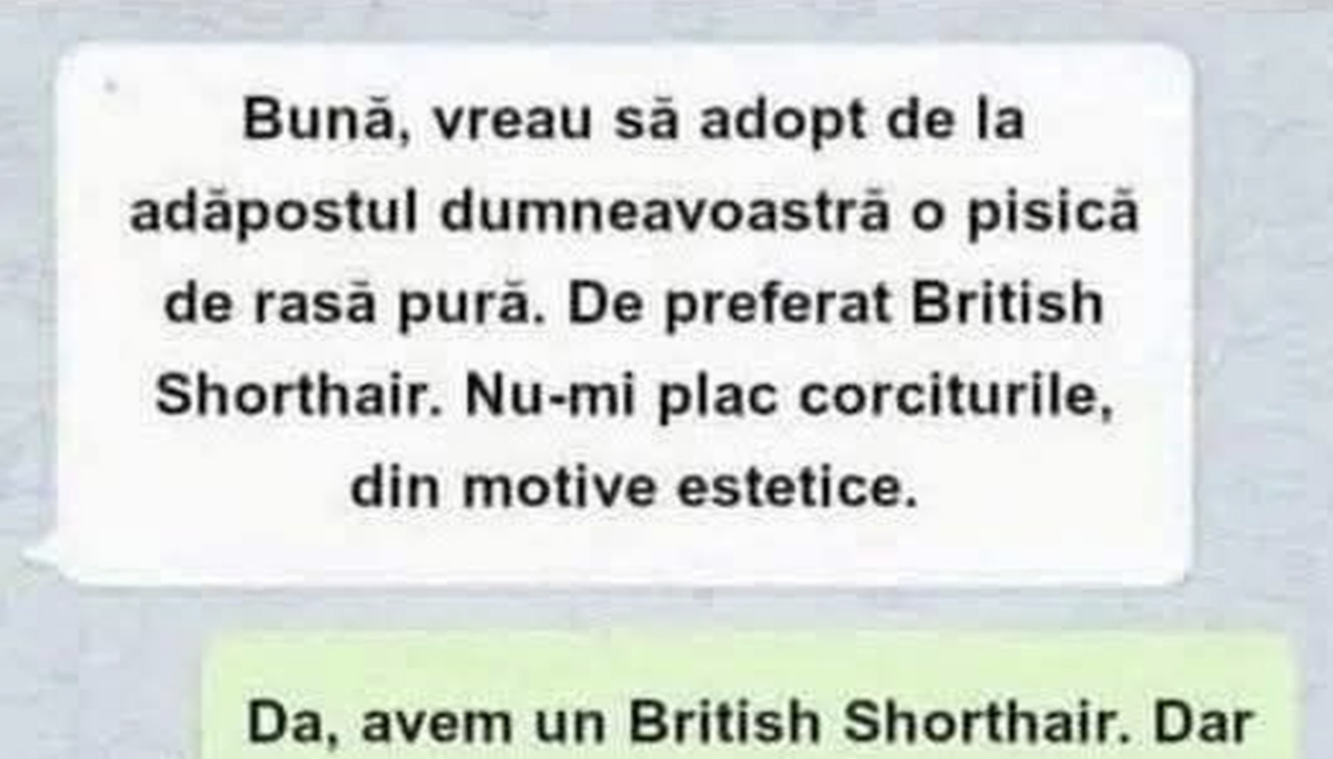 BANC | „Vreau să adopt de la adăpostul dumneavoastră o pisică de rasă pură”