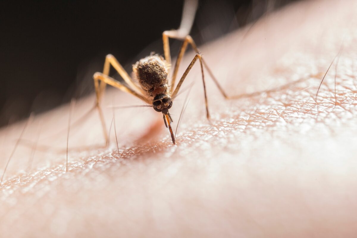 Trei cazuri de West Nile confirmate în România. Manifestările care pot anunța o problemă de sănătate