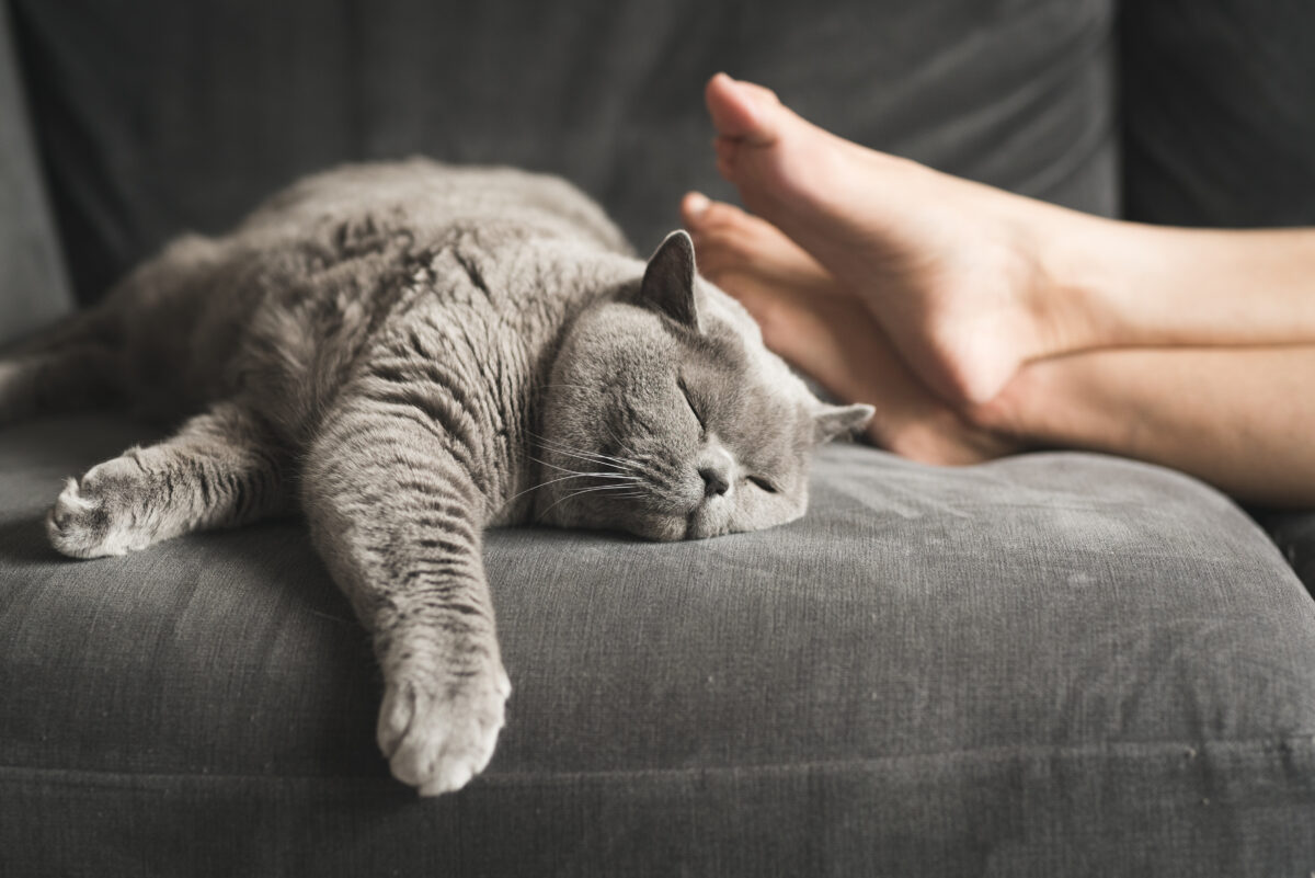 De ce dorm pisicile la picioarele stăpânilor? Proprietarii de feline abia acum descoperă acest „secret”