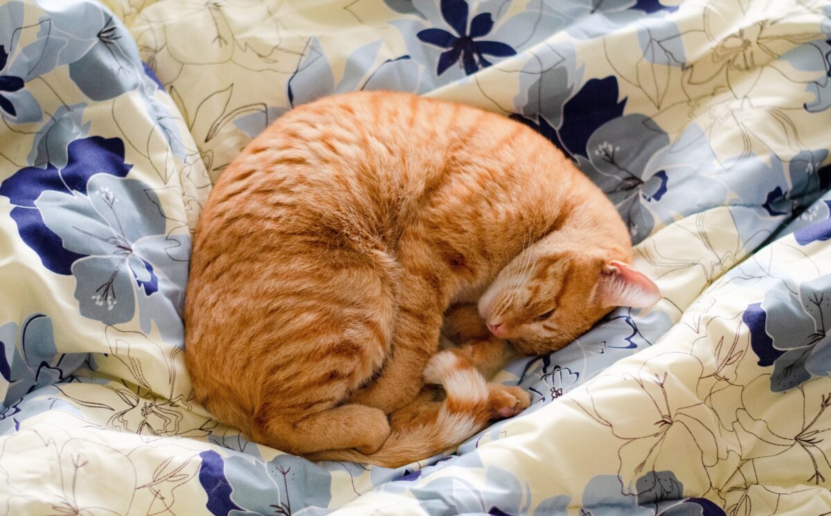 De ce dorm pisicile atât de mult? Explicația oferită de medicii veterinari