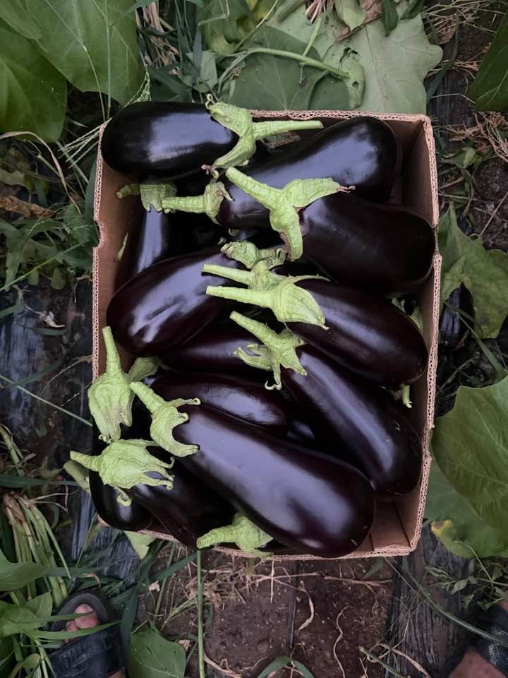 Nu e o glumă! Cât costă un kilogram de vinete în Piața Obor din Capitală