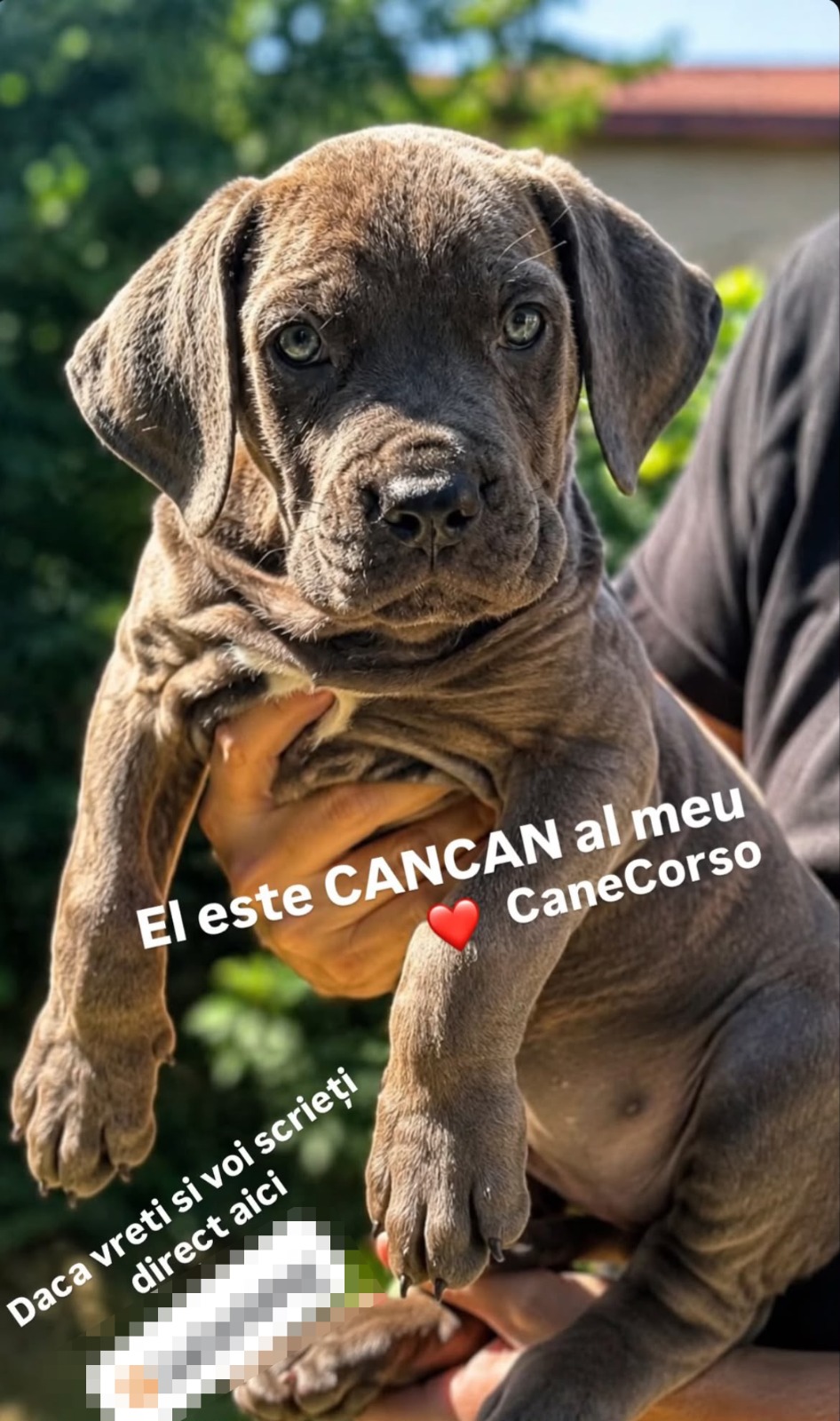 Cancan, noul patruped al lui Pepe/ sursa: social media