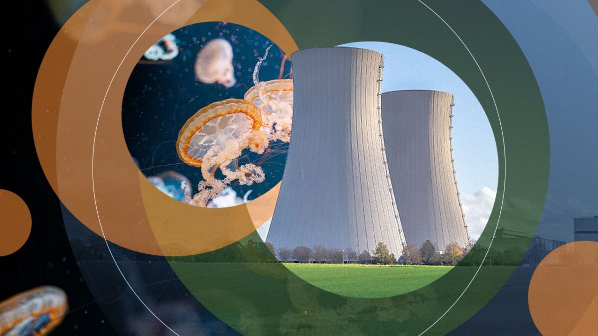 O invazie de meduze a oprit reactoarele uneia dintre cele mai mari centrale nucleare din Europa. Fenomenul se repetă pentru al doilea an la rând