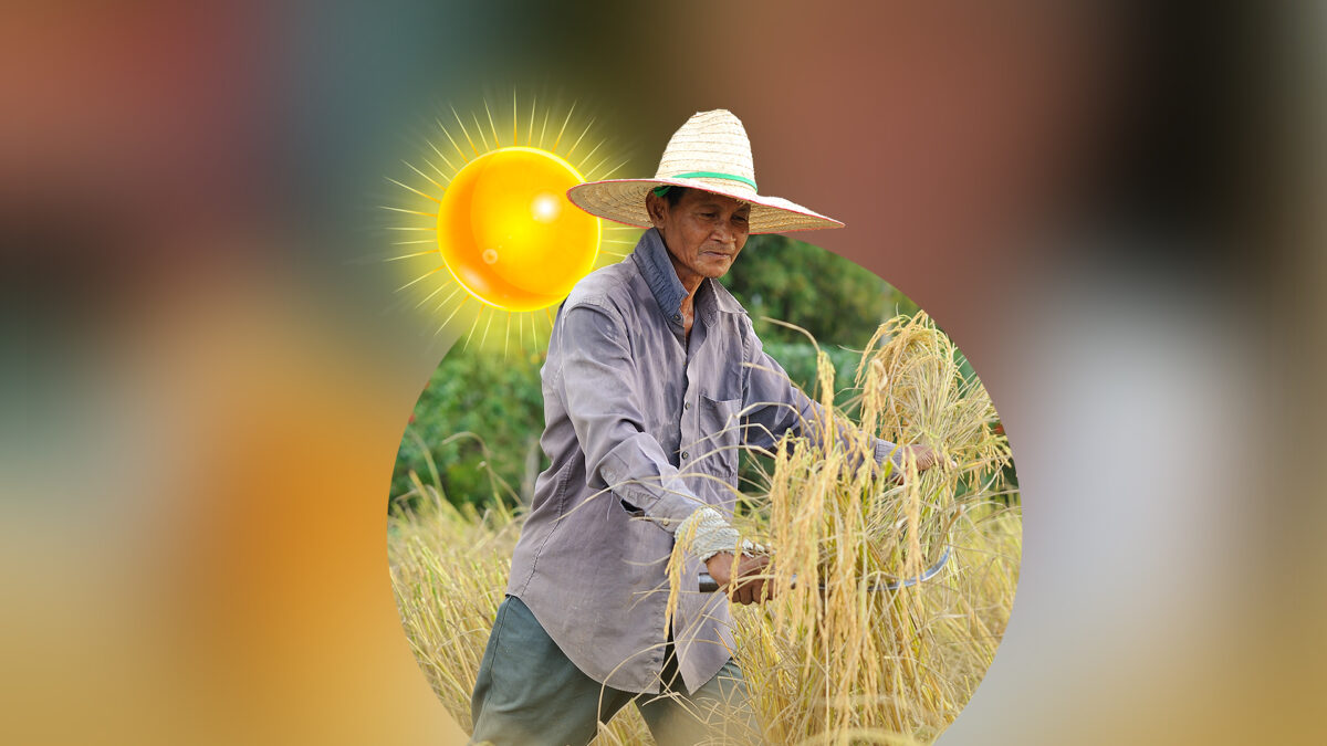 Agricultura se schimbă din pricina căldurii. Fermierii din Japonia muncesc noaptea pentru a supraviețui