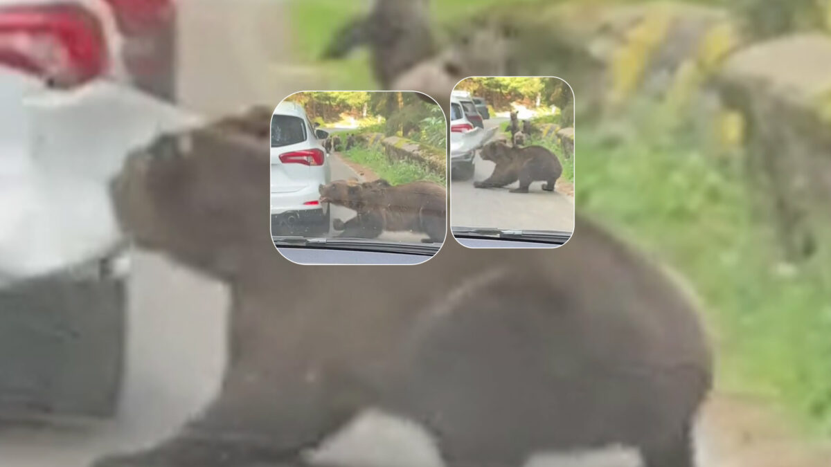 Un clujean a trăit spaima vieții, pe Transfăgărășan! O ursoaică i-a smuls bara mașinii