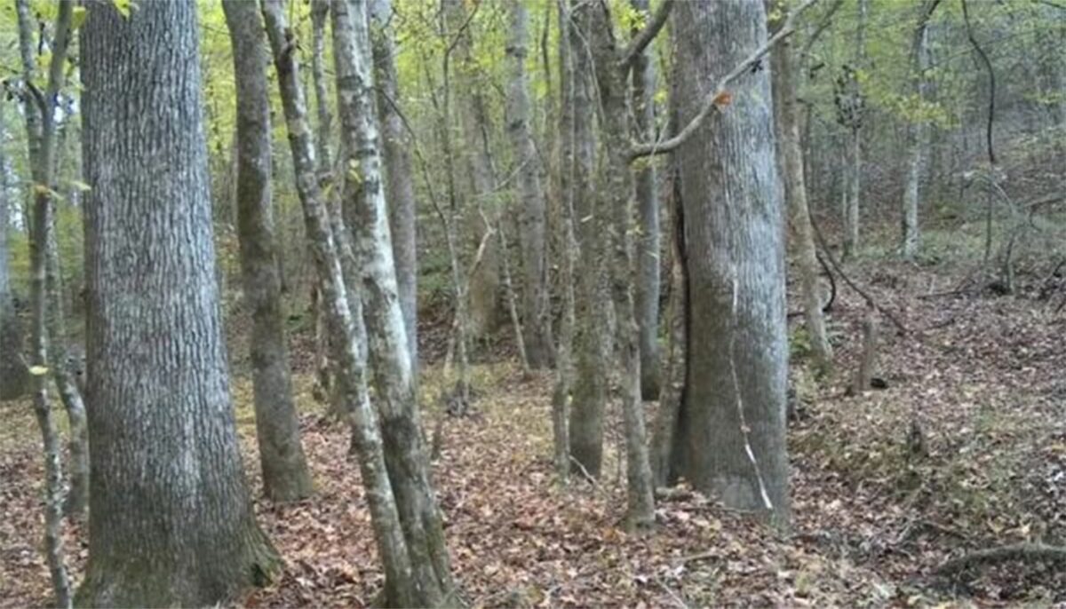 Iluzie optică | Descoperiți cerbul ascuns în această imagine!